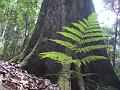 Fern, Binna Burra MGP1375